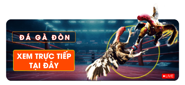 đá gà hôm nay